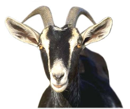 Goat8.jpg